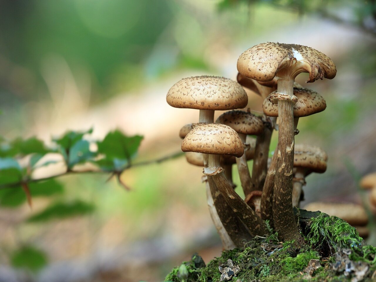 Les champignons ne poussent-ils qu'en automne ?