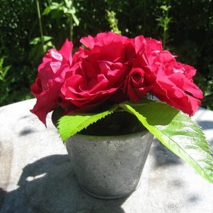photo de pot aux roses