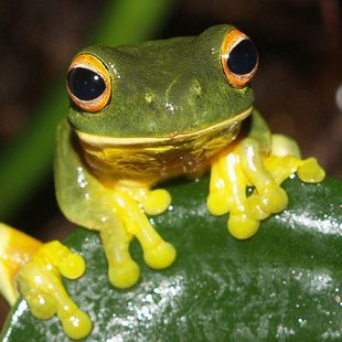 Photographie d'une grenouille aux pattes jaunes