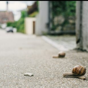 2 escargots avancent sur une route