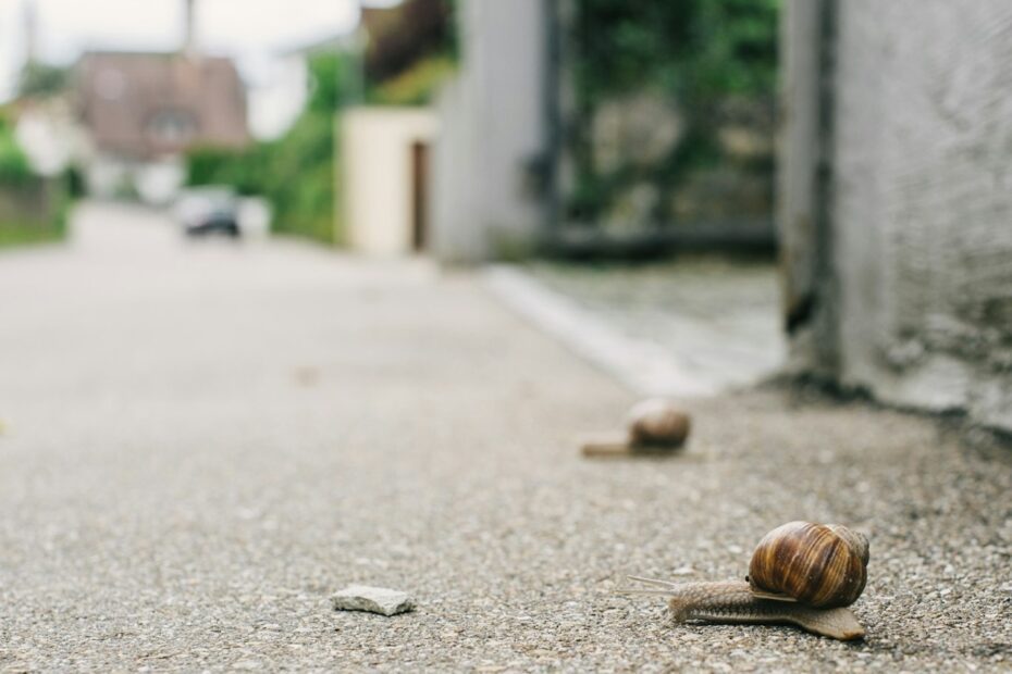 2 escargots avancent sur une route