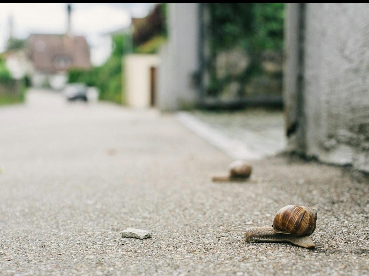 2 escargots avancent sur une route