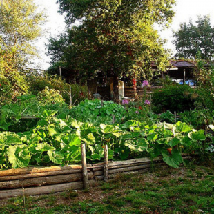 Photographie d'un jardin en permaculture