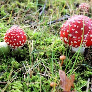 Photographie de champignons rouges à pois