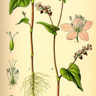 planche de botanique représentant du sarrasin