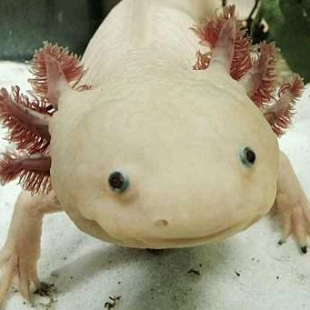 Gros plan sur un axolotl dans un aquarium