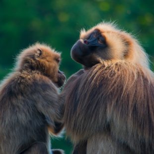 Primates au NaturZoo Rheine, Allemagne.