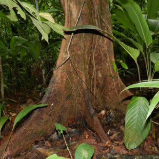 Tronc d'arbre de Guyane