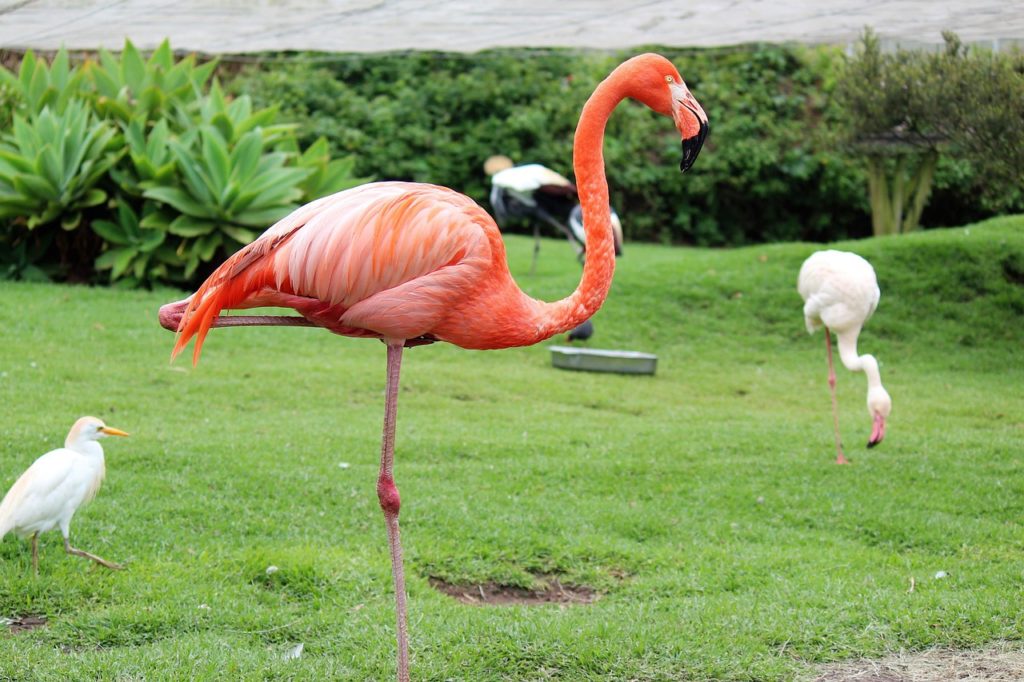 Pourquoi les flamants roses ne sont pas roses ?