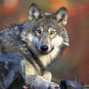 La domestication du loup – Le génie des bêtes