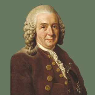 Portrait de Carl von Linné