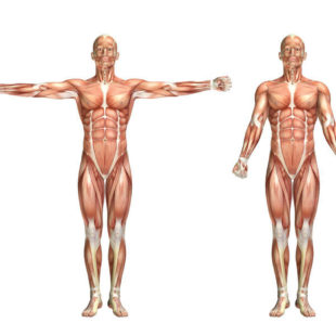 Anatomie du corps humain masculin