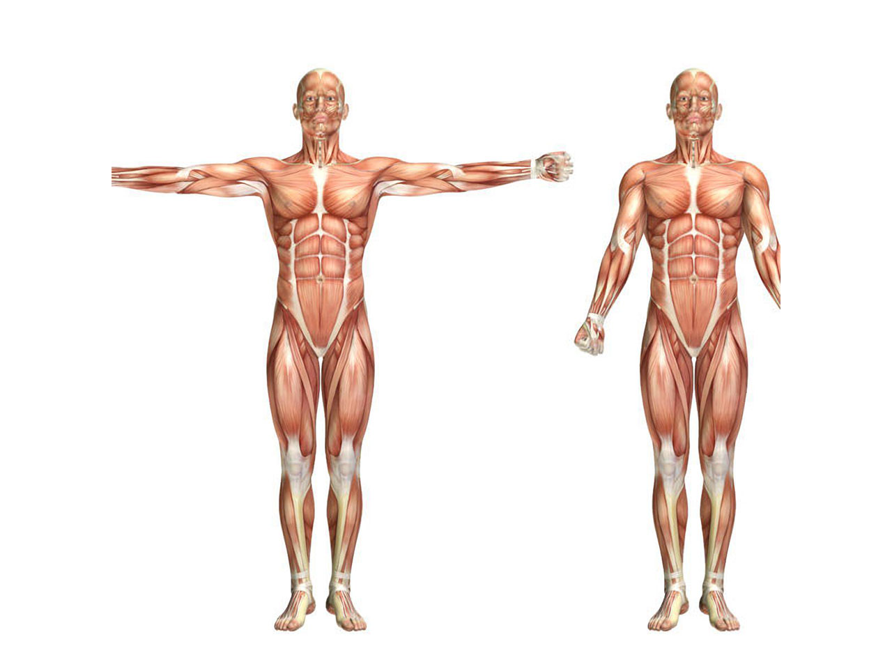 Carte le corps humain, les muscles