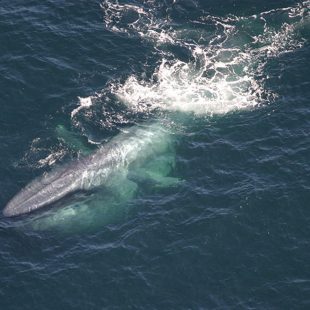 Photo d'une baleine bleue par Pêcheries NOAA/Lisa Conger