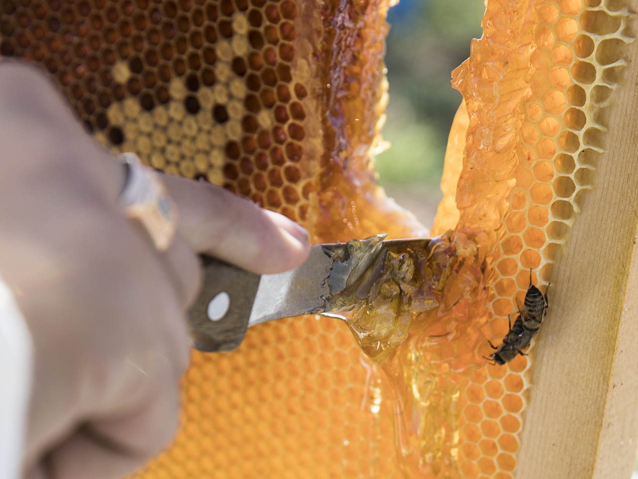 Main qui coupe au couteau le miel récolté dans la ruche. Une abeille est présente