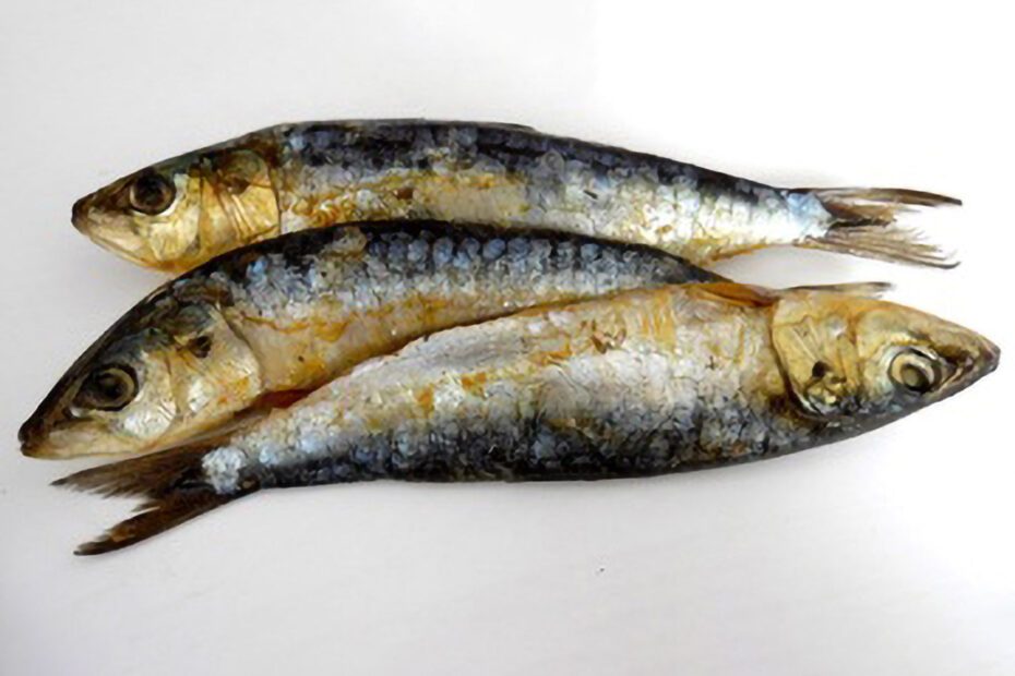 Sardines mortes sur fond gris